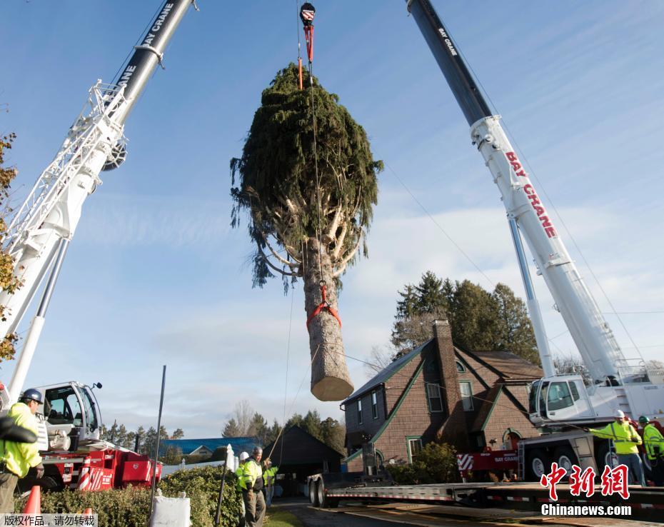 28米大型圣诞树