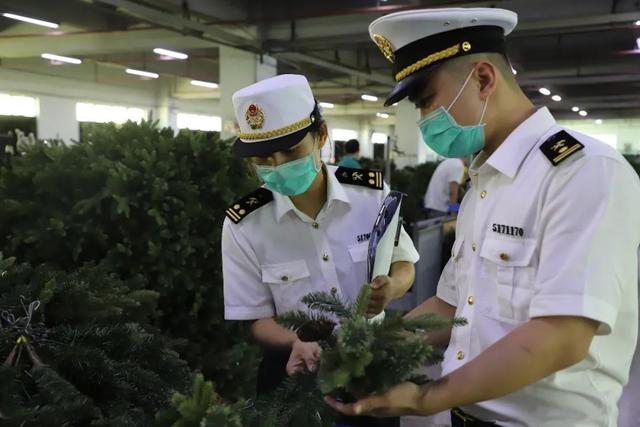 圣诞树出口检疫